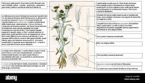 Image result for Gnaphalium polycaulon