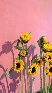pin by pam on svt sunflower wallpaper art aesthetic wallpapers