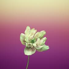 Apple Flower Wallpapers Top Free Apple Flower Backgrounds Wallpaperaccess Make sure to follow this board for daily new mobile backgrounds. apple flower wallpapers top free