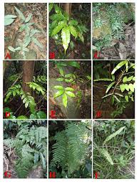 Image result for Pteris atrovirens