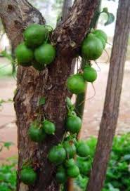 Image result for Vangueria proschii