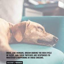 Why Do Dogs Shake When They Sleep Twitching Vs Shaking