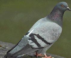 Poin menarik dari ide wallpaper merpati gambar tato adalah. 11 Burung Merpati Ideas Pigeon Bird Animals