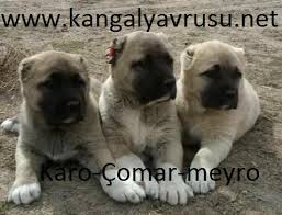Satilik Yavru Kangal