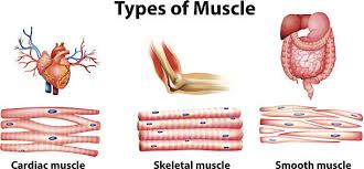Other muscles (smooth & cardiac) will contract without nervous stimulation but their contraction can be influenced by. Muscular System Diagram Quizlet