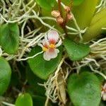 Image result for Begonia elaeagnifolia
