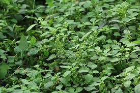 Image result for Justicia tenella