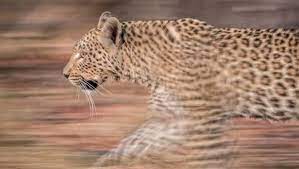 Great Tips On How To Get Perfect Panning Shots Of Wildlife Panning Shot Wildlife Wildlife Photography