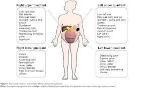 They are separated by theoretical anatomical lines that can be traced on the abdomen using certain anatomical landmarks. Cirbosque Some4surgery On Twitter Anatomical Relations According To Different Abdominal Quadrants During Pregnancy Some4surgery Salo75 Villesallinen Juliomayol Misirg1 Swexner Almagoch Pferrada1 Fitsurgeon Omaercin Gastrocirs Https T