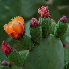 When replanting, dig a hole approximately the same dimensions as the one it came from. Cactus Flowers Green Mountain Oman Cactus Flowers Cactus Cactus And Succulents