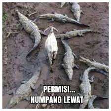 Terserah panggil yang mana aja. Permisi Funny Pictures Funny Animals With Captions Funny Animals