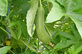Image result for Luffa