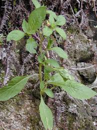 Image result for Crassocephalum picridifolium