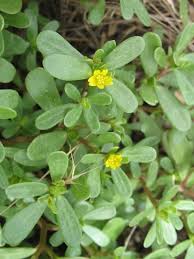 Image result for Portulaca kermesina
