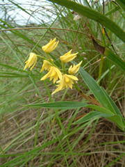 Image result for Polystachya macropoda