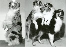 The other parent breed may affect this, so it's important to ask the breeder about them and pay attention to which breed is the mother. Australian Shepherd History Behind The Breed American Kennel Club