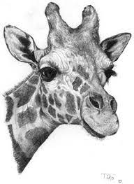 Learn how to draw a giraffe in colored pencil! Giraffe Face Drawing Animal Drawings Giraffe Art Pencil Drawings Of Animals