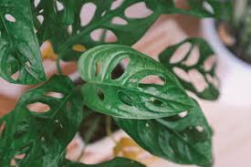 The genus is named from the latin word for monstrous or abnormal. Monstera Varieties The Ultimate Guide Monstera Plant Resource