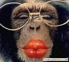 Monkey Kiss Funny Monkey Pictures Monkey Pictures Monkeys Funny