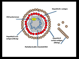 It does not spread by sneezing or coughing. Hepatitis B Altmeyers Encyclopedia Department Internal Medicine