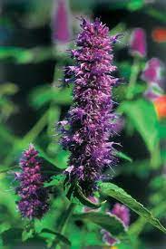 Anise Hyssop Flower Essences Plants Growing Seeds