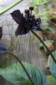 Black Orchid Photo This Photo Was Uploaded By Jaxtapoze Find Other Black Orchid Pictures And Photos Or Upload You Bat Flower Unusual Flowers Amazing Flowers