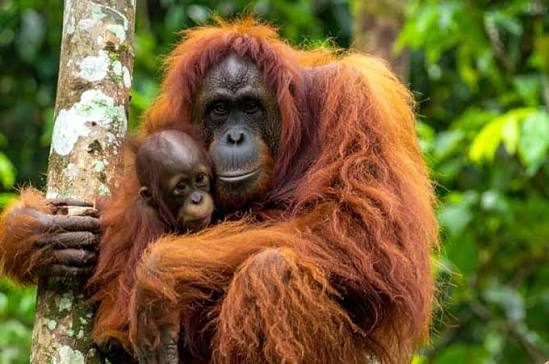 Sungai Kinabatangan, Bilit, Kinabatangan - Tempah Tiket & Lawatan - 2026 (Ulasan yang Disahkan)