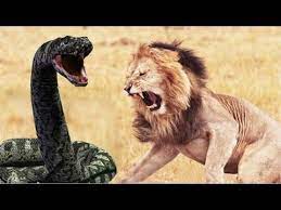 Big battle tiger vs lion vs gorilla fight to death ¦ extreme crazy animal fights caught on camera. Lion Vs Snake Fight To Death Lion Vs Tiger