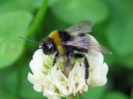 Image result for Bombus vestalis