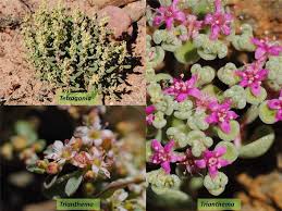 Image result for Aizoaceae