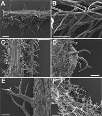 Image result for Oreophyton falcatum