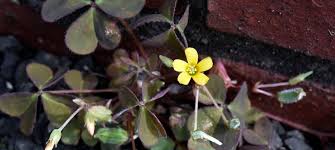 Image result for Oxalidaceae