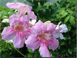 Image result for Podranea