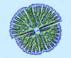 Image result for Micrargeria