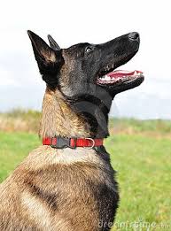 Pastor Belga Malinois Sit Google Search Perros Pastor Belga Perros Pastor Belga