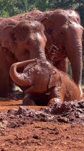 Family mud pit! 🐘🐘🐘 Baby boy Sa Ngae, is truly a sight to behold as... | TikTok