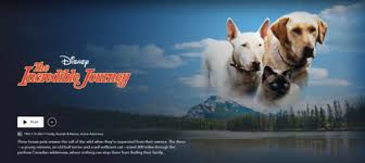 Homeward bound wv is still doing adoptions! Review Disney S The Incredible Journey 1963 Disnerd Movie Challenge