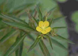 Image result for Ludwigia leptocarpa