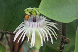 Image result for Dewildemania filifolia