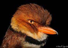 باعتقاله بوفبيرد animals wild birds collars