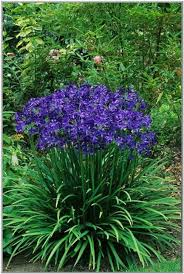 Enjoy the summer with blooming perennials! Perennials That Bloom All Summer Long Blue Perennial Flowers That Bloom All Summer By Cristina Plants Flowers Perennials Perennials