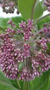 Common Milkweed Asclepias Syriaca Is A Tough Quick Growing Perennial That Can Be Found Throughout The Great Plains It Will Gr Perennials Asclepias Milkweed