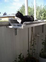 Katzenregal Auf Dem Balkon Catsdiyplayground Cats Breeds Cat Shelves Cat Proof Balcony Outdoor Cat Enclosure