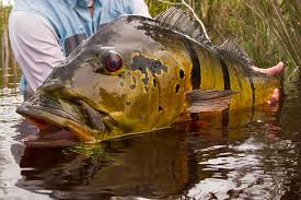 Check spelling or type a new query. Fly Fishing Peacock Bass