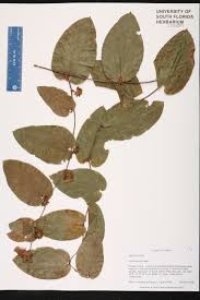 Image result for Smilacaceae