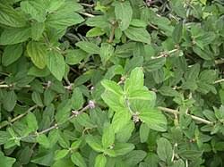 Image result for Lippia woodii