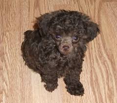 Review how much toy poodle puppies for sale sell for below. Chocolate Toy Poodle Puppy Google Search Poodle Puppy Teacup Poodle Puppies Teacup Poodle