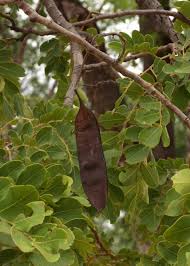 Image result for Erythrophleum