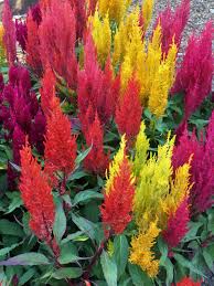 Image result for Celosia richardsiae