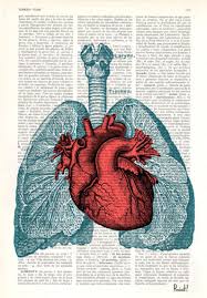 Christmas Gift Heart And Lungs Anatomy Book Page Print On Etsy In 2020 Anatomy Art Lung Anatomy Heart Art